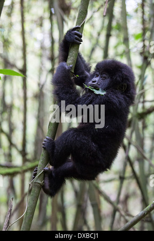 Gorilla di Montagna (Gorilla gorilla beringei) diciotto mesi di età infantile scherzosamente climbing palo di bambù, Parc National des Volcans,Ruanda Foto Stock