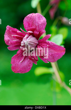 Clematis viticella Foto Stock