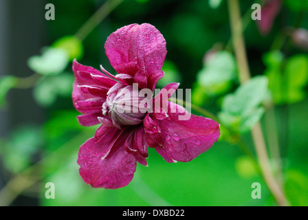 Clematis viticella Foto Stock