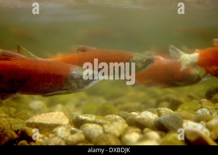 Il Salmone Kokanee Salmoni (Oncorhynchus nerka) in zone di deposizione delle uova di colori su letti di deposizione delle uova nella forcella del nord del fiume Payette, ID. Foto Stock
