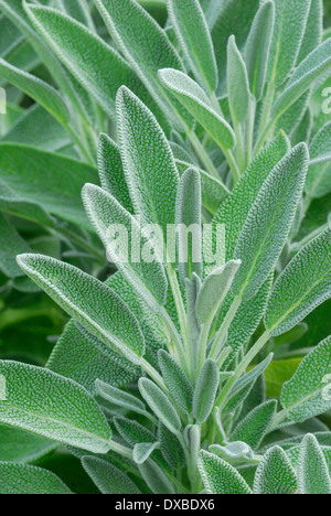 La Salvia officinalis Foto Stock