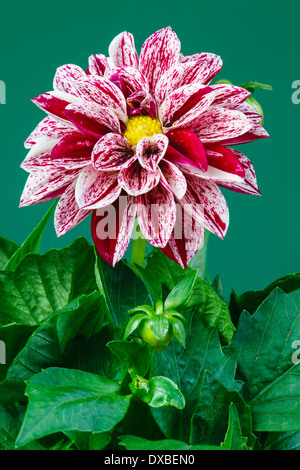 Gioielli decorativi dahlia Foto Stock