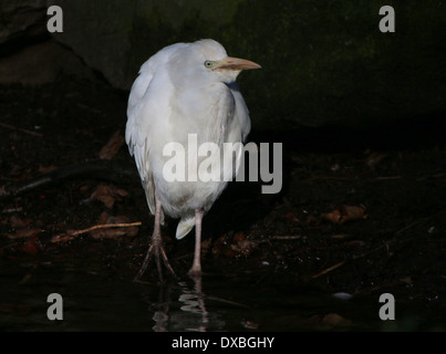 Airone guardabuoi (Bubulcus ibis) vicino al bordo dell'acqua Foto Stock