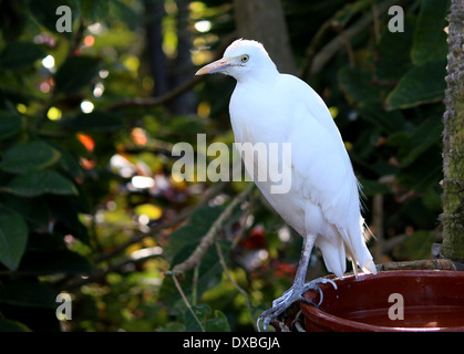 Airone guardabuoi (Bubulcus ibis) close-up presso lo Zoo di Loroparque, Tenerife Foto Stock