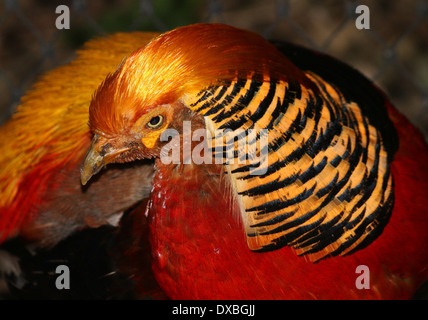 Dettagliato di close-up di testa del Golden Pheasant o Fagiano Cinese (Chrysolophus pictus) Foto Stock