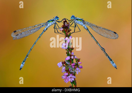 Lestes verde smeraldo, Damselfly Foto Stock