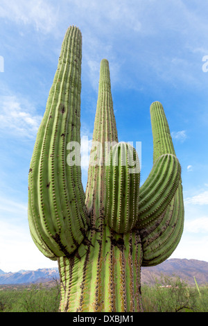Cactus nel deserto dell'Arizona contro il cielo Foto Stock