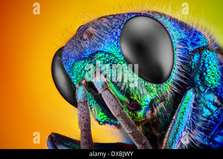 Estremamente nitide e studio dettagliato di un cucù wasp (Holopyga Generosa) - 6 mm nella dimensione del corpo Foto Stock