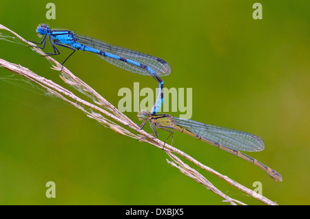 Azure, Damselfly Coenagrion comune Foto Stock