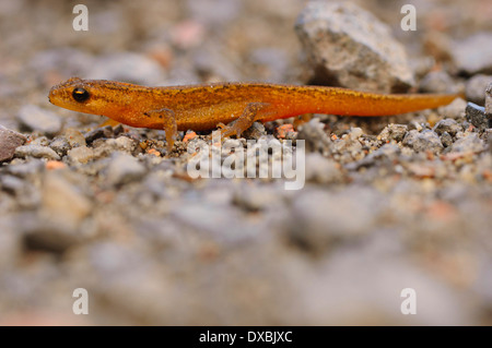 Tritone comune, Newt liscia Foto Stock