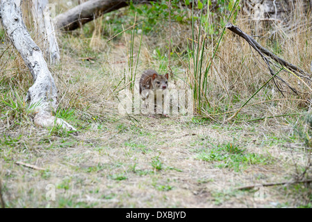 Spot-tailed quoll (Dasyurus hallucatus). La specie è anche noto come tiger quoll, tiger cat o spotted-tailed quoll. Foto Stock