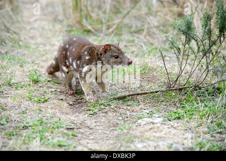 Spot-tailed quoll (Dasyurus hallucatus). La specie è anche noto come tiger quoll, tiger cat o spotted-tailed quoll. Foto Stock