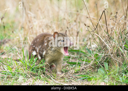 Spot-tailed quoll (Dasyurus hallucatus). La specie è anche noto come tiger quoll, tiger cat o spotted-tailed quoll. Foto Stock