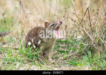 Spot-tailed quoll (Dasyurus hallucatus). La specie è anche noto come tiger quoll, tiger cat o spotted-tailed quoll. Foto Stock