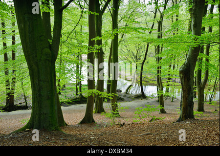 Foresta del faggio Foto Stock