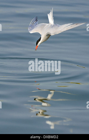 Sterna comune Foto Stock