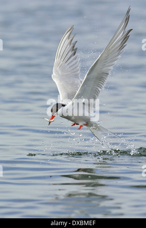 Sterna comune Foto Stock