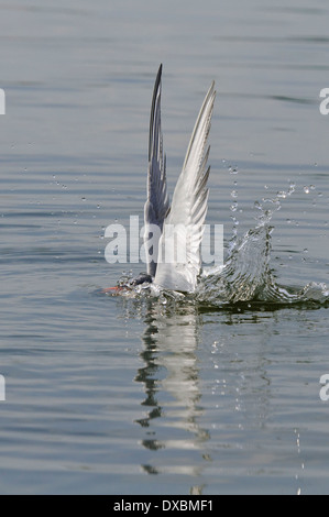 Sterna comune Foto Stock