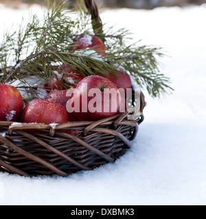 Cesto con mele rosse decorate ramo di abete, coperte di neve in natura inverno forest Foto Stock