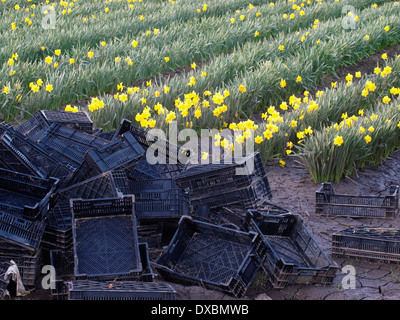 Daffodil commerciale in crescita, Penzance, Cornwall, Regno Unito Foto Stock