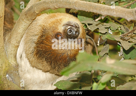 Linné per le due dita bradipo o nel sud a due dita bradipo (Choloepus didactylus) closeup nella foresta tropicale habitat Foto Stock
