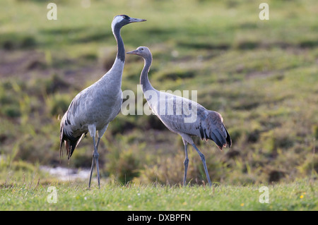 Gru cenerina Foto Stock