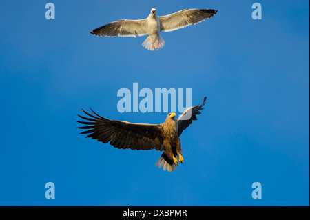 White-tailed Eagle, aringa Gabbiano Foto Stock