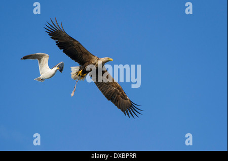 White-tailed Eagle, aringa Gabbiano Foto Stock