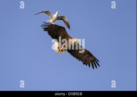 White-tailed Eagle, aringa Gabbiano Foto Stock