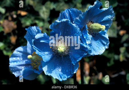 Himalayan papavero blu in fiore, con gocce d'acqua da una doccia, giardino privato, Leicestershire, Inghilterra, Regno Unito. Foto Stock