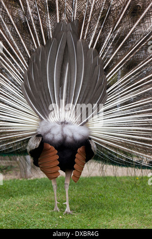 Piume di coda vista posteriore di un Peacock esposizione Foto Stock