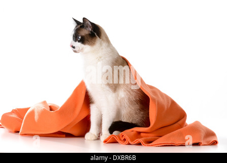 Gatto sotto coperture - ragdoll seduto sotto una coperta di colore arancione su sfondo bianco - maschio Foto Stock