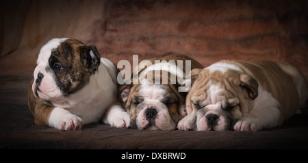Cucciolata di Bulldog inglese cuccioli - 8 settimane Foto Stock