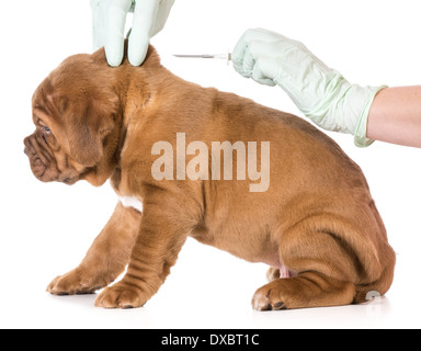 Assistenza veterinaria - Dogue de Bordeaux essendo dotati di microchip isolati su sfondo bianco - 6 settimane Foto Stock