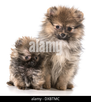 Due cuccioli di Pomerania seduta Foto Stock