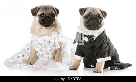 Cane sposa e lo sposo - pugs isolati su sfondo bianco Foto Stock