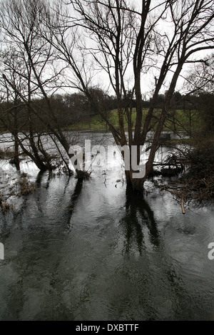 River Meon inondazioni in a Titchfield - Febbraio 2014 - dietro a Titchfield Mill, Hampshire, Inghilterra Foto Stock