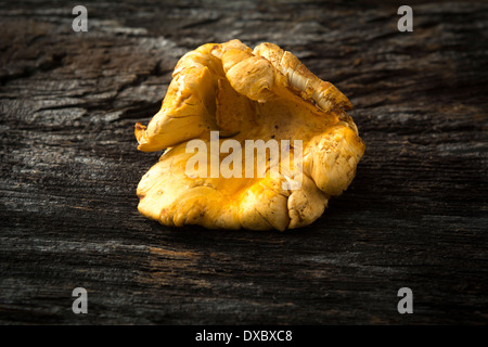 Fungo Chanterelle impostato su legno rustico Foto Stock