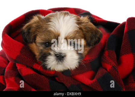 Shih tzu cucciolo che spuntavano di rosso e nero plaid coperta su sfondo bianco Foto Stock