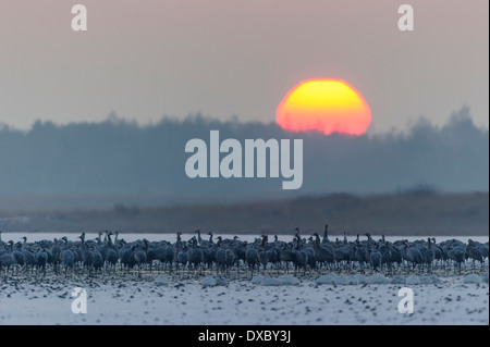 Grus grus Foto Stock