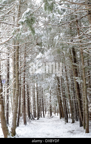Segherie di alberi in inverno, Nova Scotia, Canada Foto Stock