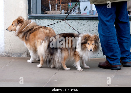 Due cani Sheltie sulle derivazioni Foto Stock