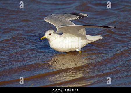 Gabbiano comune Larus canus alimentare nelle zone costiere creek Inverno Inverno Norfolk Foto Stock