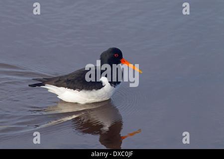 Oystercatcher Haematopus ostralegus alimentare come marea si ritira Foto Stock