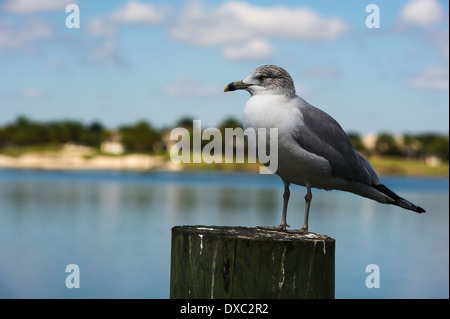 Seagull arroccato su un impilamento nella Florida Centrale USA Foto Stock