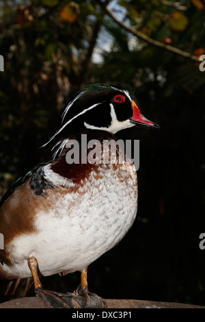 Legno maschio o Anatra Anatra Carolina (Aix sponsa) Foto Stock