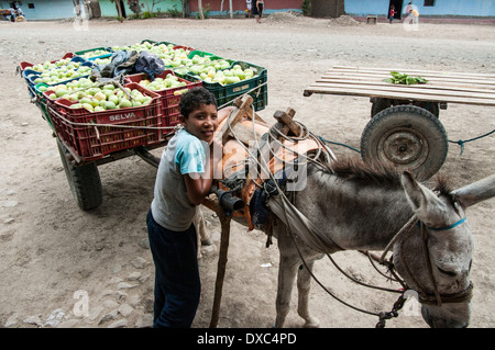 Giovani afro-peruviani la raccolta di manghi nel villaggio di yapatera, piura Perù. Foto Stock