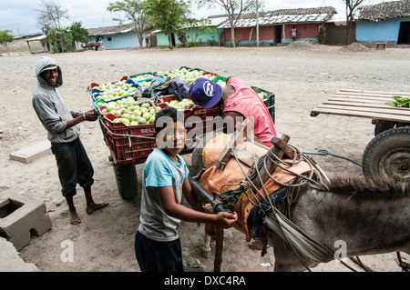 Giovani afro-peruviani la raccolta di manghi nel villaggio di yapatera, piura Perù. Foto Stock