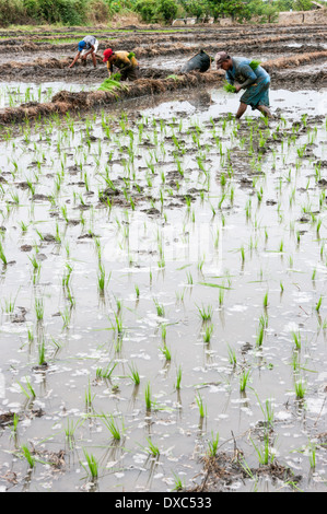 Gli agricoltori di piantare il riso in Piura, Perù. Foto Stock