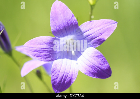 La Campanula close up Foto Stock